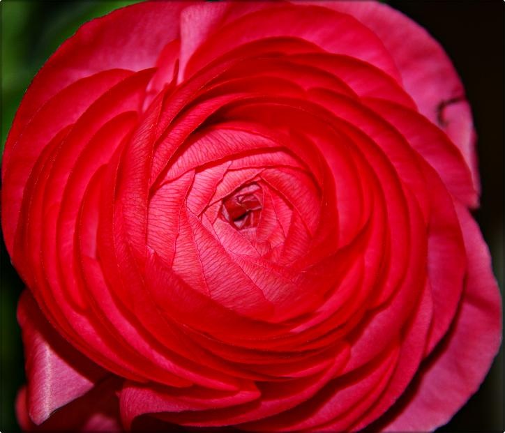 [flower[3].jpg]