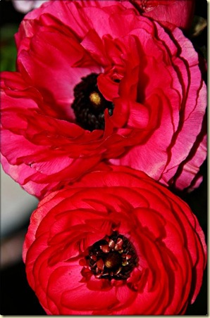flower3