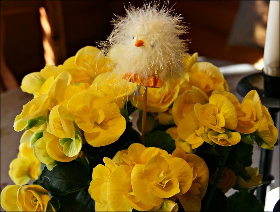[easterblomster[3].jpg]