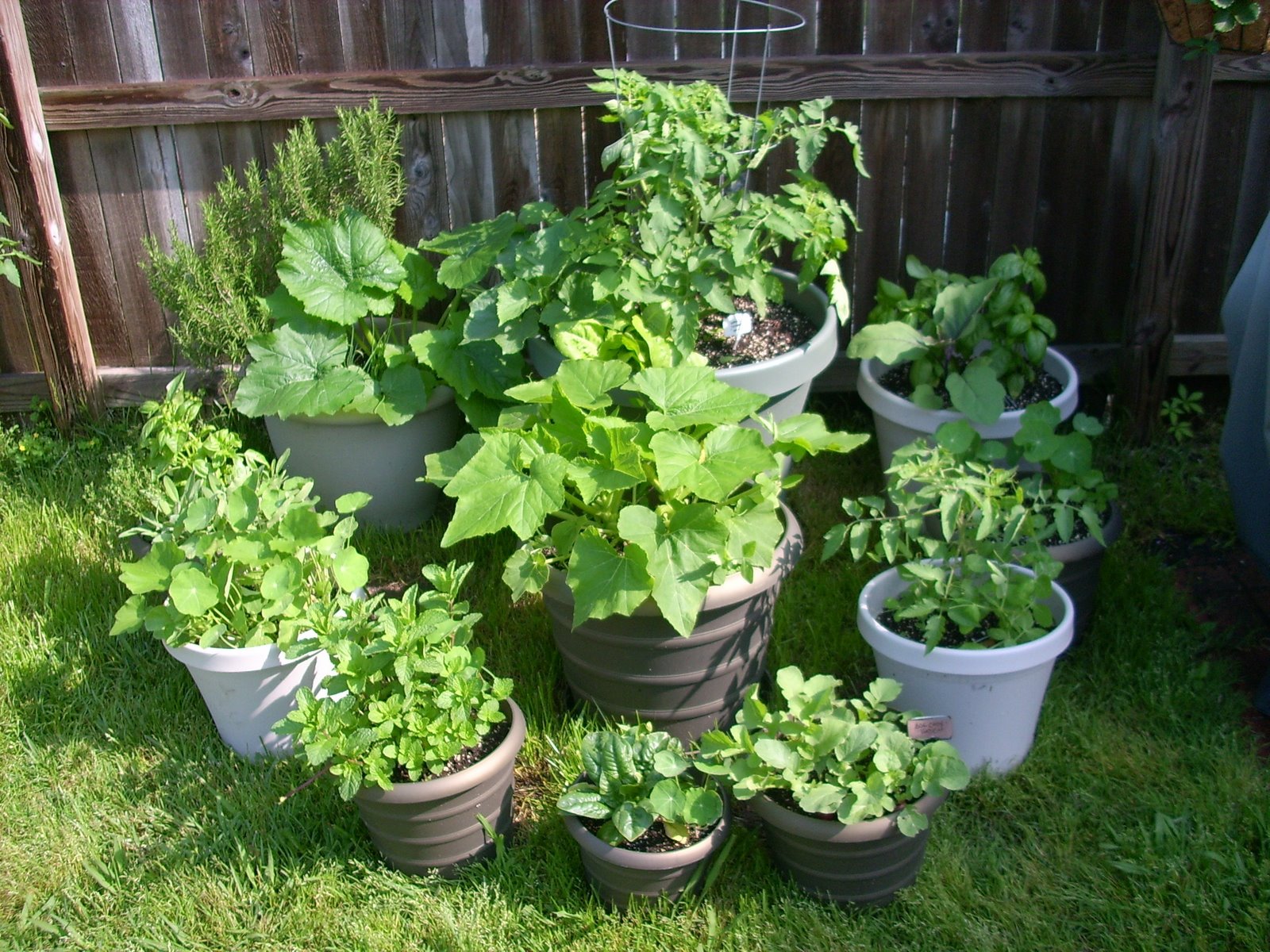 [garden 001[5].jpg]