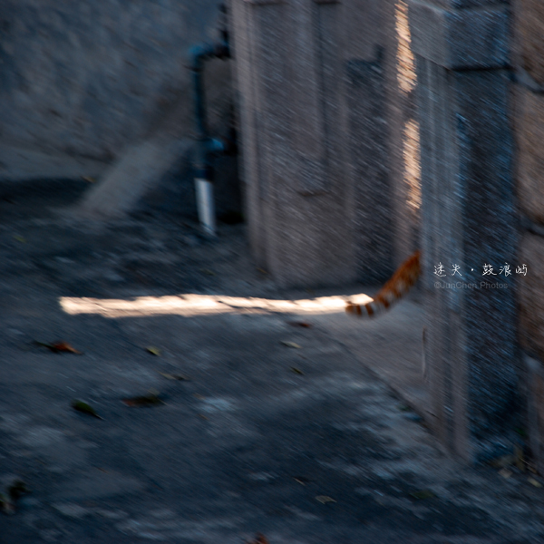 逃，猫©JunChen Photos
