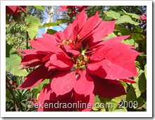 poinsettia lalupate: click to zoom, new window