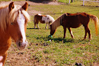 IMGP5082-1.JPG