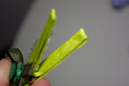 IMGP5688.JPG