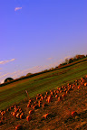 IMGP5201-1.JPG