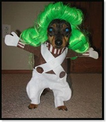 oompa_loompa_dog