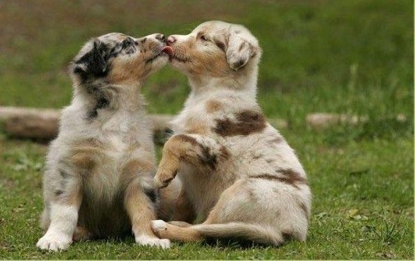 [cute_puppies2.jpg]