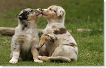 cute_puppies