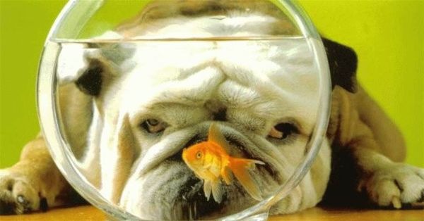 [bull_dog_watches_gold_fish[2].jpg]
