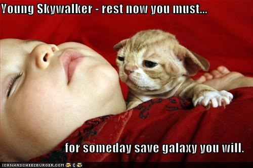 [cat  15.jpg]