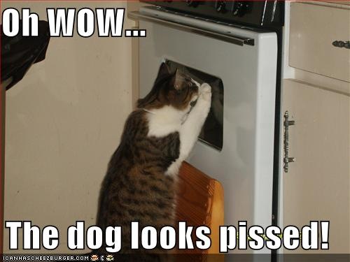 [cat pic.jpg]