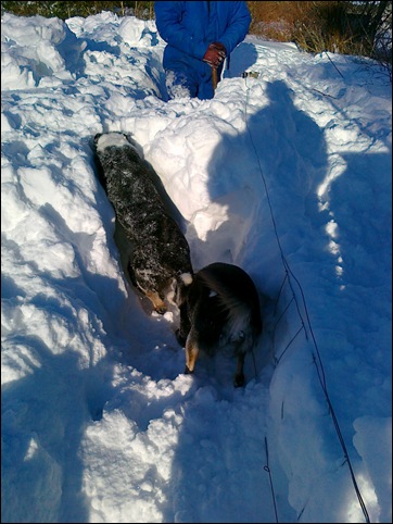 digging8