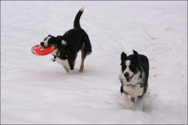 frisbee3[3]