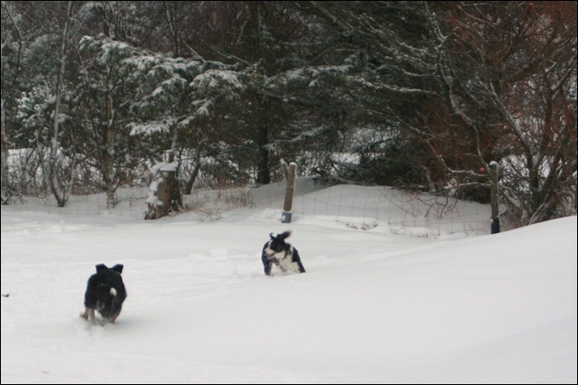 frisbee9