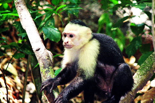 Monkeys For Sale