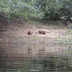 capybara - largest rodent in the world Imagem%20022