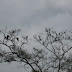 Tree full of parrots and parrokets Imagem%20087
