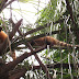 South American Coati Imagem%20091