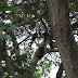 Giant Macaws Imagem%20094