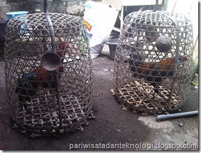 guungan siap guungan siap
