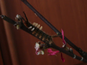 image of caterpillar