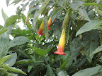 Vegetación andina
