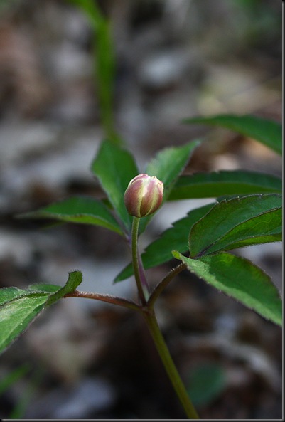 anemone trifolia3