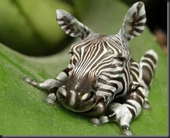 zebrafrog