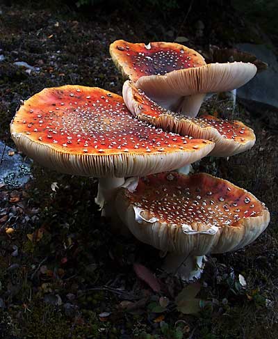 fungi-kidds-bush-2.jpg