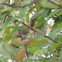 Brown Thrasher