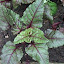 Beetroot