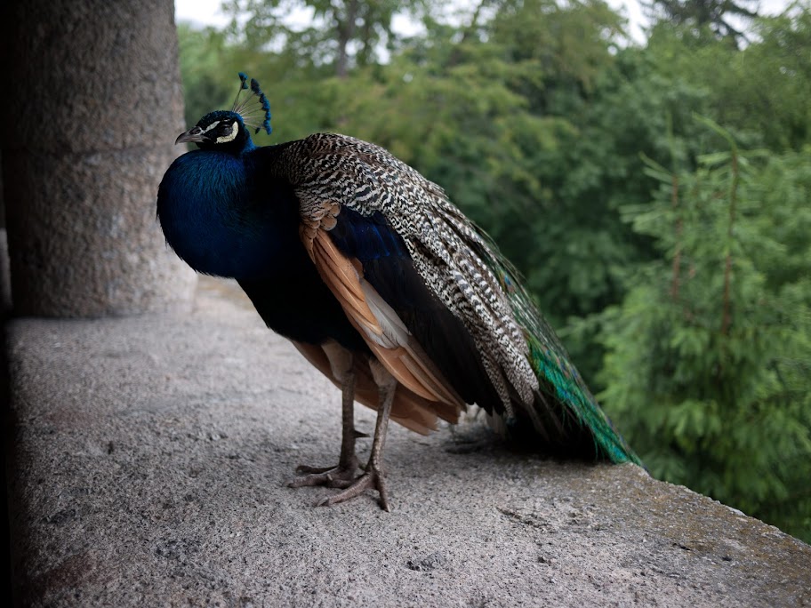 Mr? Peacock at Schloss Ambras