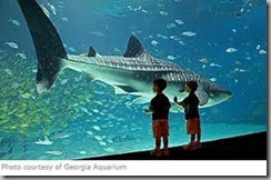 whaleshark
