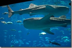whalesharks in large tank