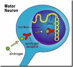 Androgen Receptor 2 Androgen Receptor 2
