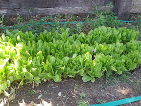 Lettuce