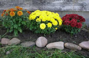 Fall Mums