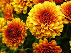 gold%20mums.JPG