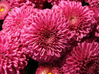 Pink Mums