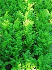 Carrots in the Garden
