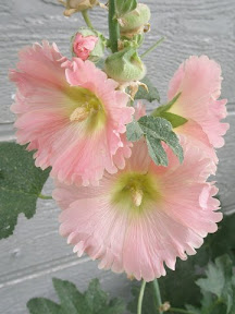 Pink Hollyhock - Happy Lights