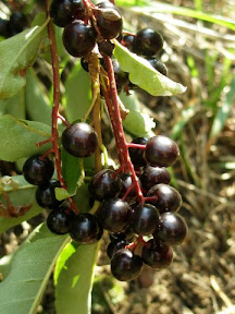 Chokecherry