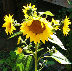 Sunflower