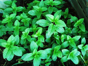Peppermint