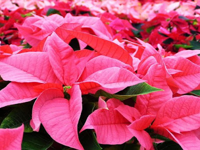 Bright Pink Poinsettia by Helen Filatova - CC Wikimedia Commons