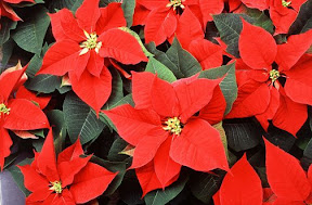 Red Poinsettias by Agricultural Research Service - Public Domain Wikimedia Commons