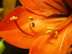 Amaryllis Pollen