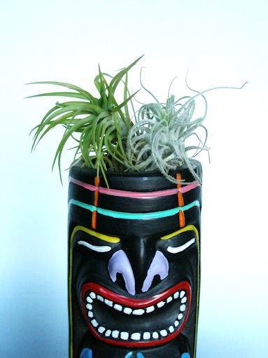 to display tillandsias on