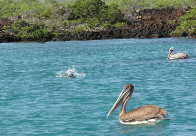 [Galapagos609800x600.jpg]