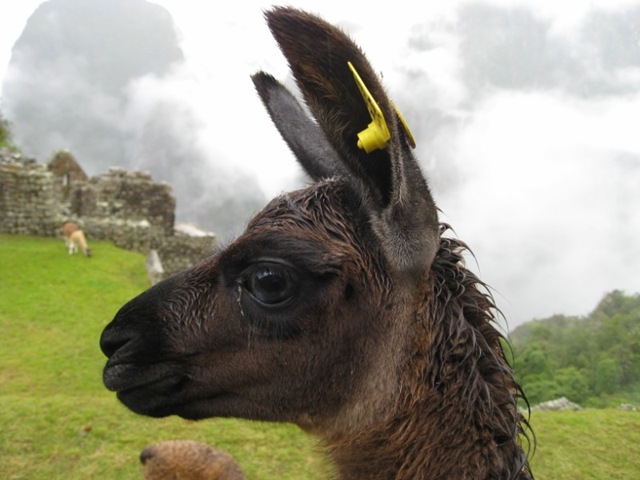[IMG_2050800x6002.jpg]